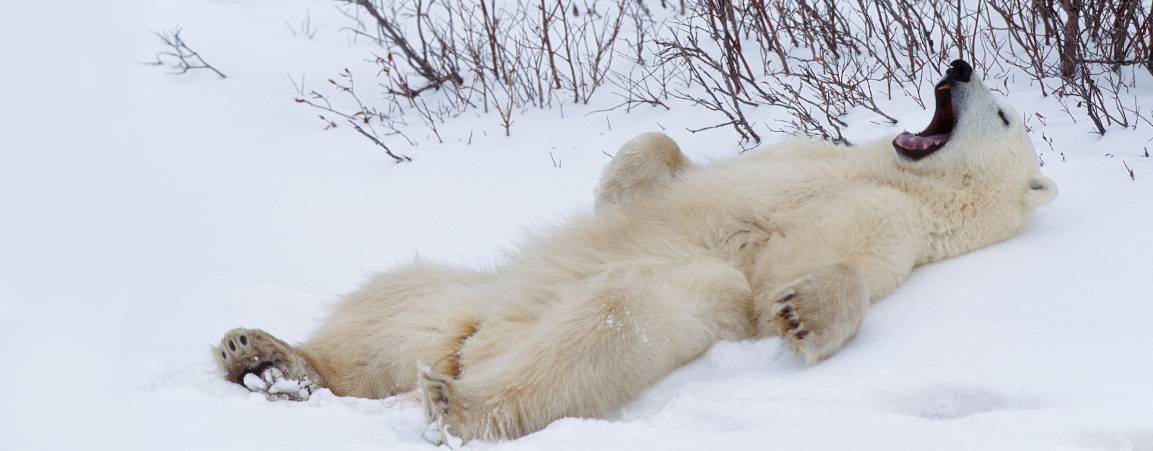 Polar bear stretching
