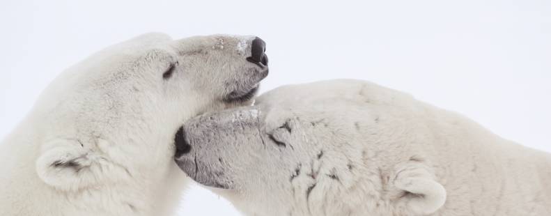 Polar bears nustling each other image

