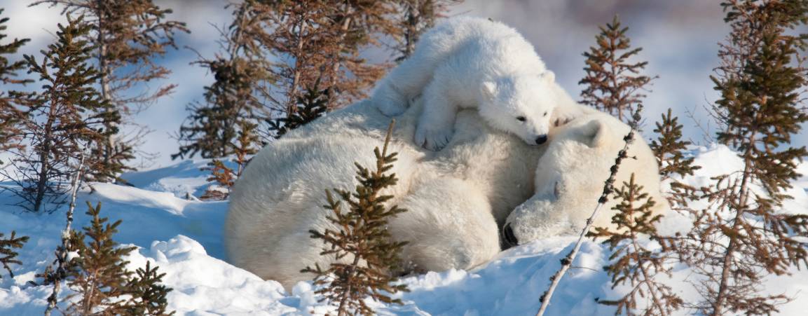 Mother bear and her cub laying down image