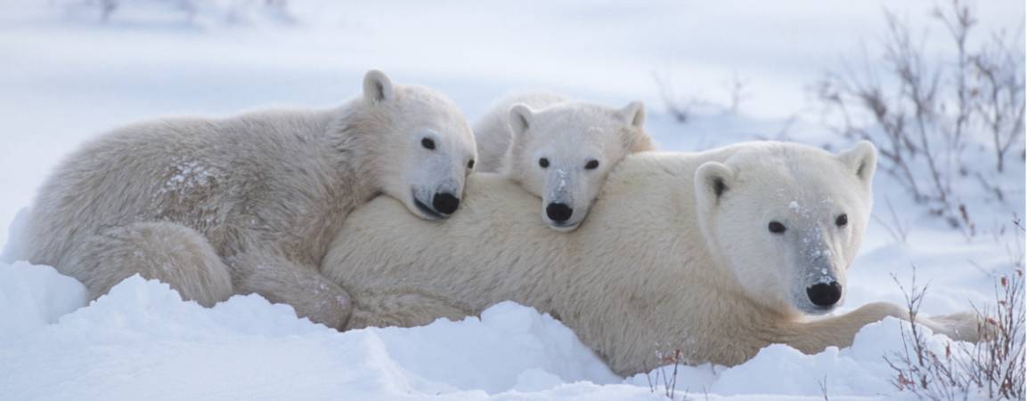 A mother bear and her two cubs resting their heads on her back