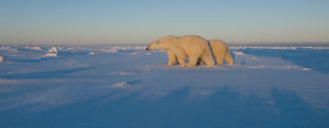 Two polar bears walking across the frozen tundra