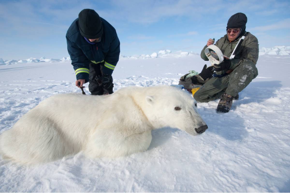 Researchers getting ready to put a collar on a polar bear