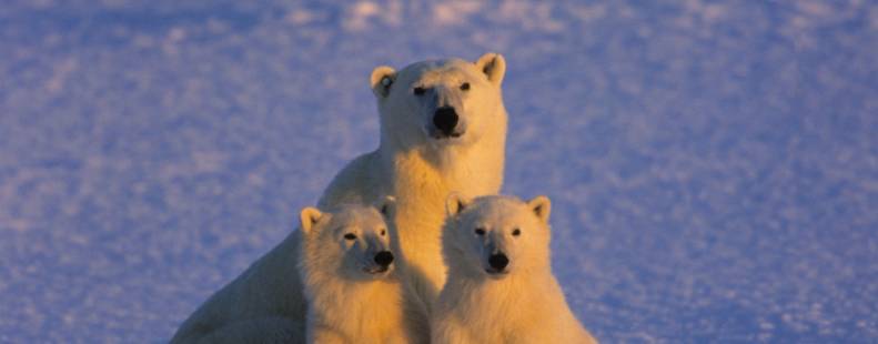 Mother bear and her cubs looking forward 