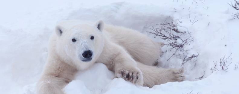 Close-up of polar bear image