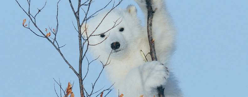 Polar bear cub climbing a small tree