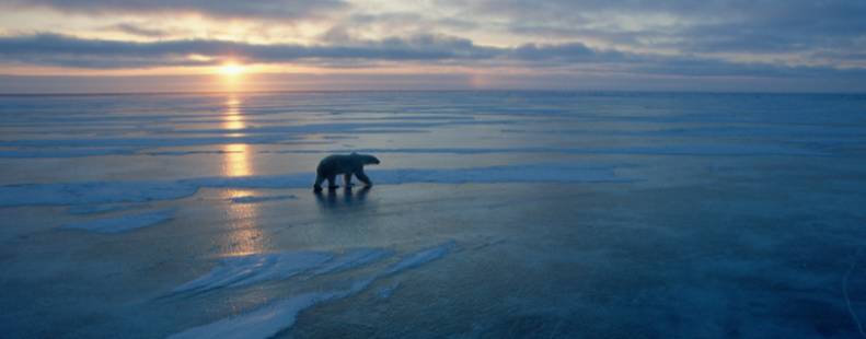 Polar bear walking along the ice at sunset