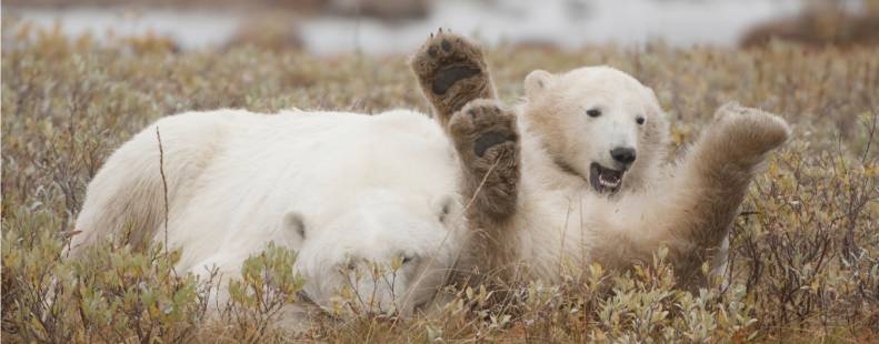 Polar bear laying on its back with its paws up, while another bear sleeps beside it