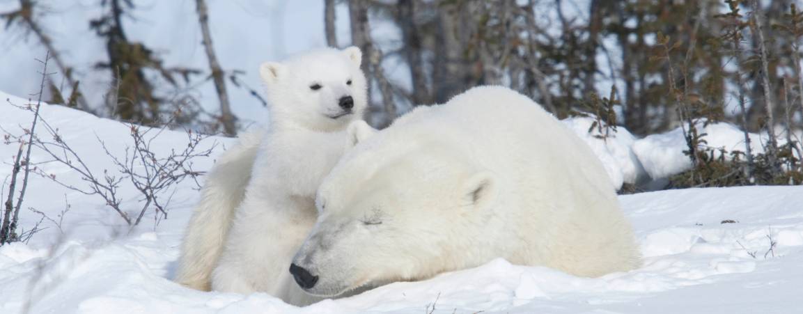 Mama bear sleeps while her cub climbs on her back
