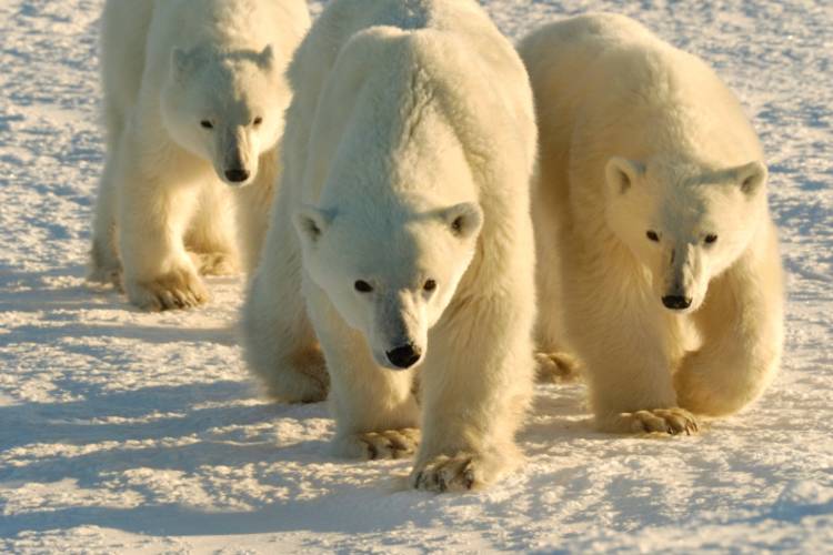 Three polar bears walking towards the camera