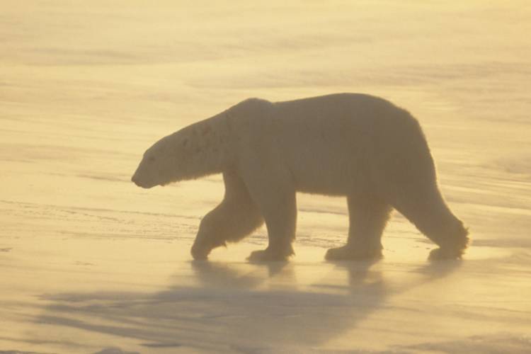 Polar bear traversing on the Arctic tundra