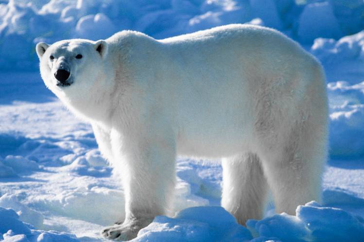 A polar bear traveling across the sea ice