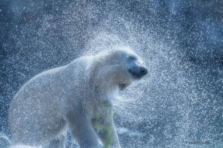 Polar bear shaking water off image