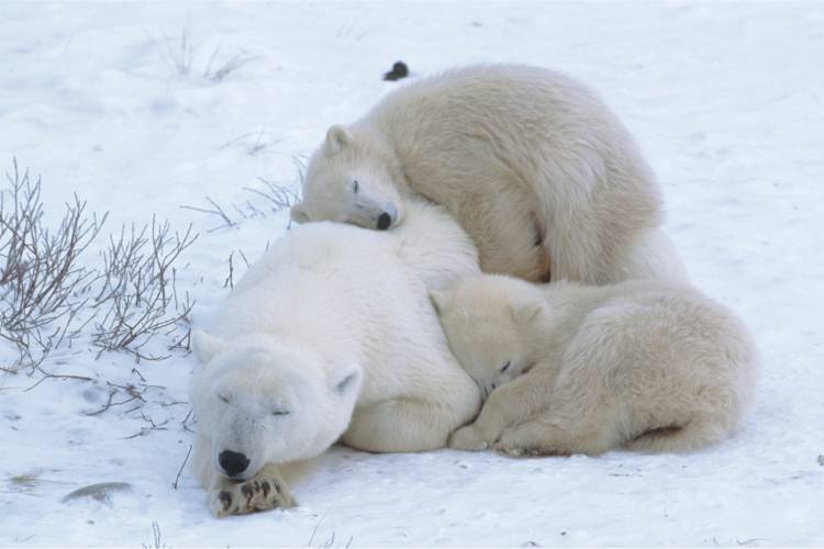 Mother bear and her two cubs nestled into each other image