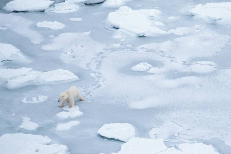 Polar bear travelling across ice image