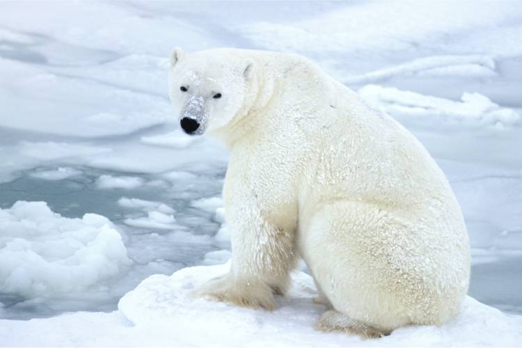 Polar bear sitting on ice image