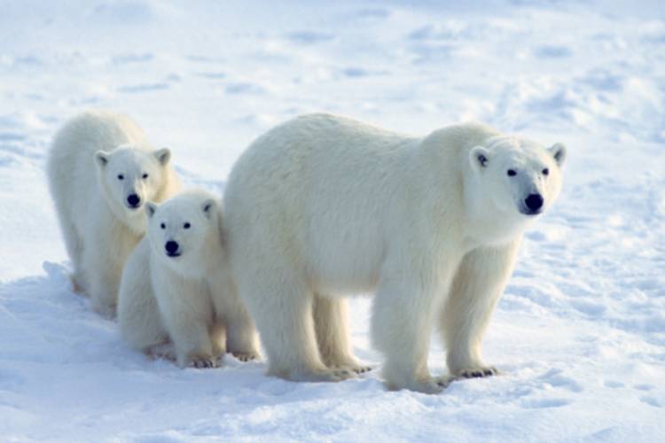 Mother bear and her cubs image