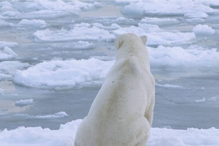 Polar bear looking out on the ice image