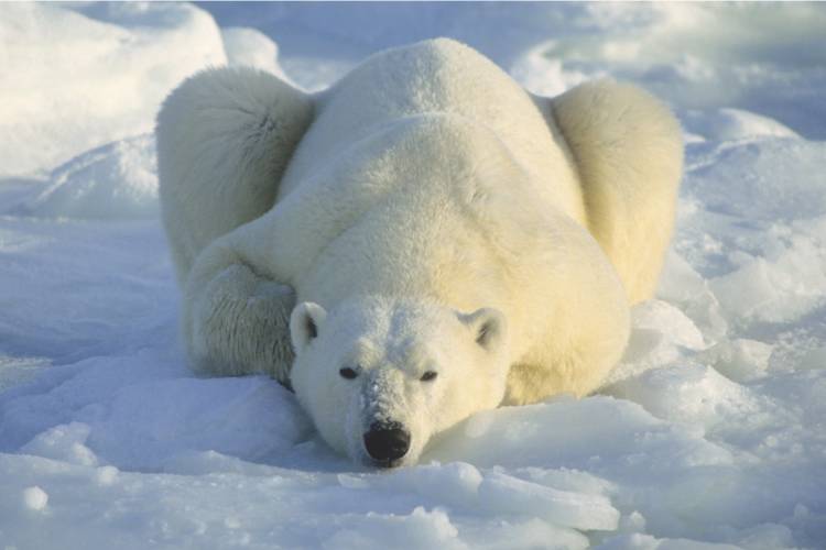 Polar bear laying down in the snow image