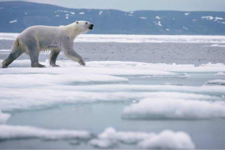 Polar bear walking across the ice image