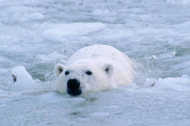 Polar bear swimming image