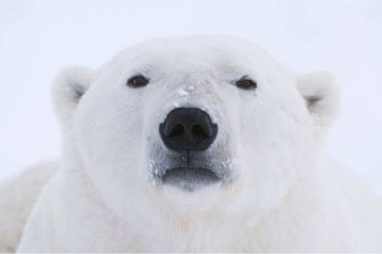 Close-up face of polar bear image