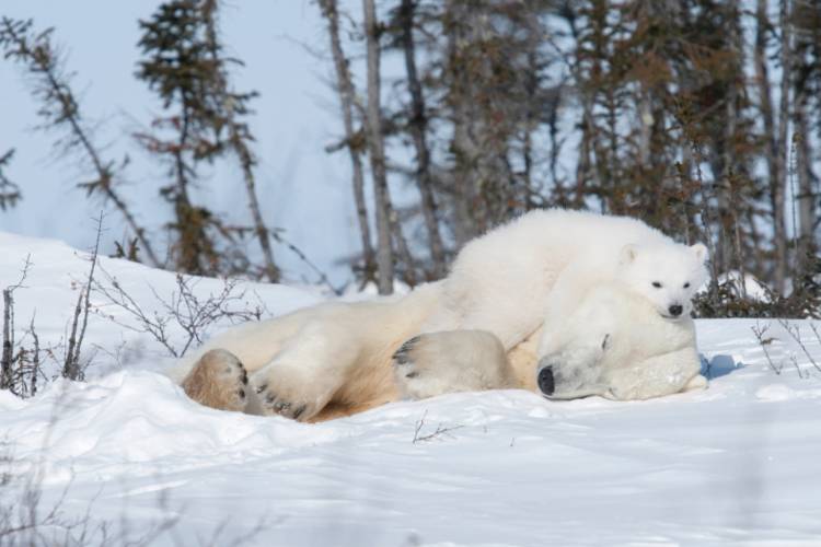 Mother bear and her cub laying in snow image