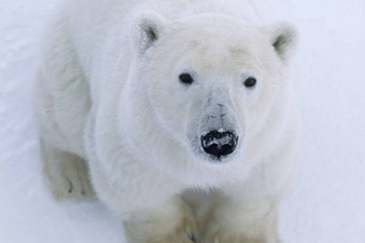 Polar bear looking at camera image
