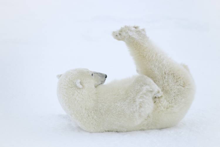Polar bear laying on its back on the ice image