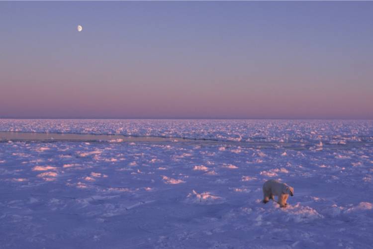 Polar bear walking across ice 