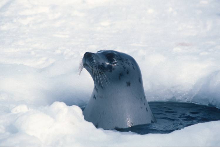 An arctic seal poking its head out from under the water