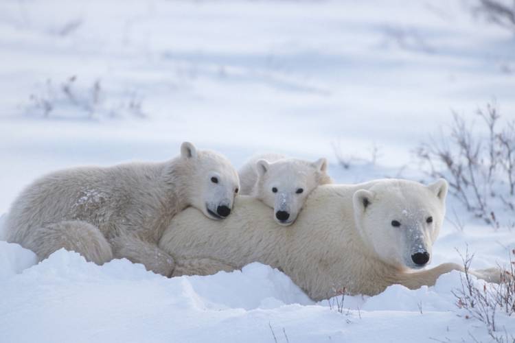 Polar bear moms and cubs