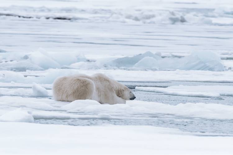 Bear laying on the ice looking for food image