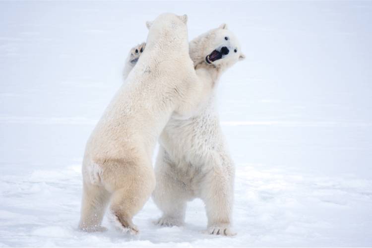 Two bears play fighting image