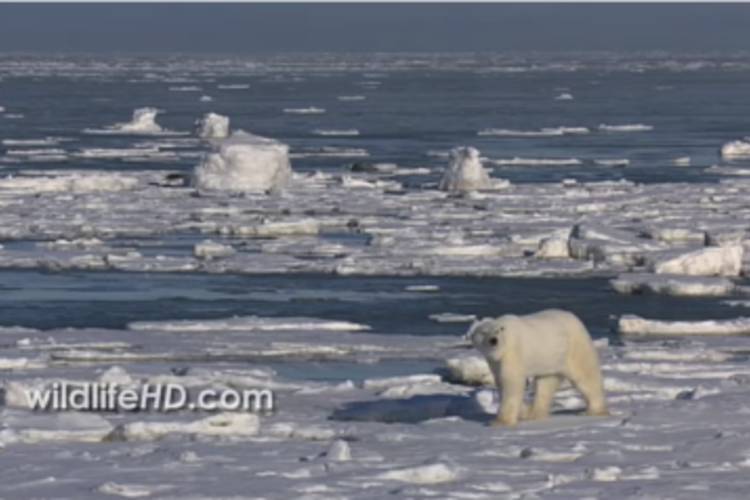 Polar bear looking straight ahead while walking on the sea ice