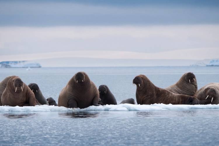 Walruses resting on a small ice floe.
