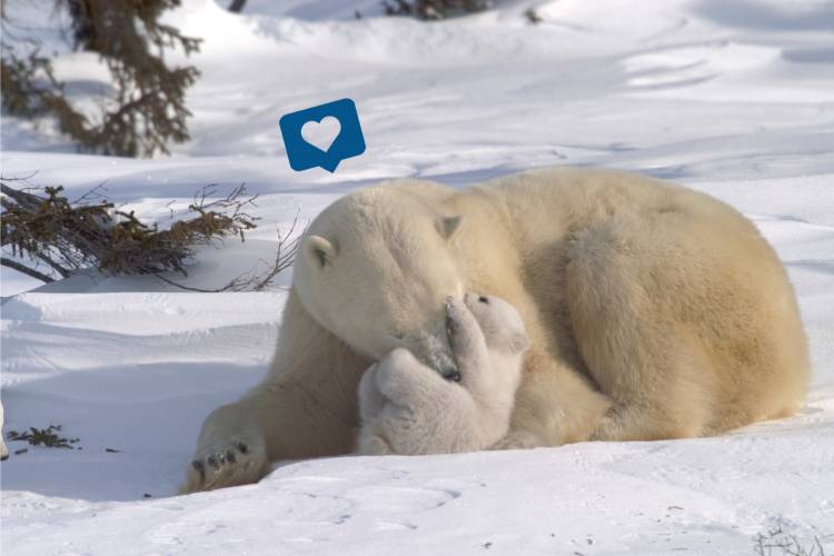 Polar bear mother and her cub with a heart social bubble over the mom’s head image
