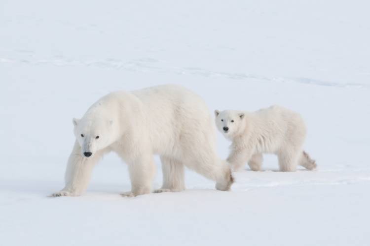 Polar bear mother and her cub walking behind her image