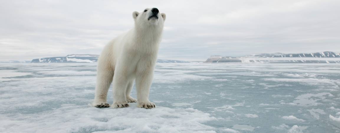 Polar bear on ice with head looking up