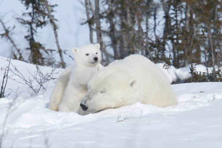 Mother bear and her cub laying on snow image