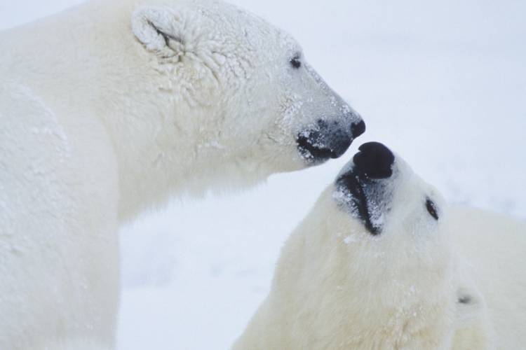 Two polar bears about to touch their faces together image