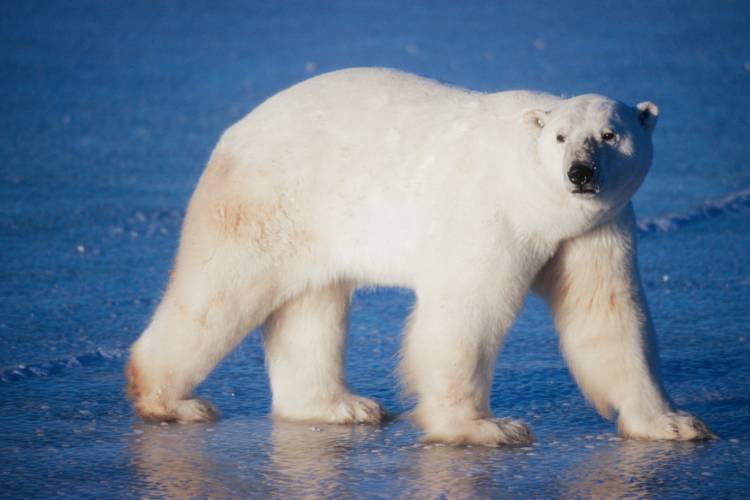 Polar bear looking at camera while walking on frozen tundra