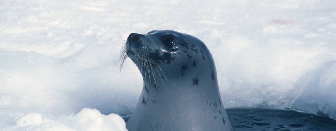 Seal peeking its head out of a hole in the sea ice