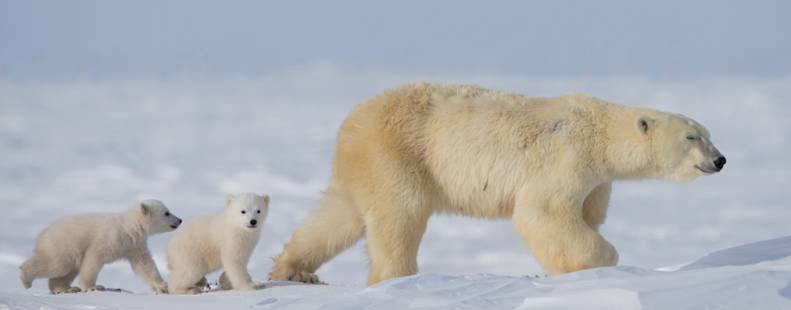 Mama polar bear walking with her two cubs following behind image