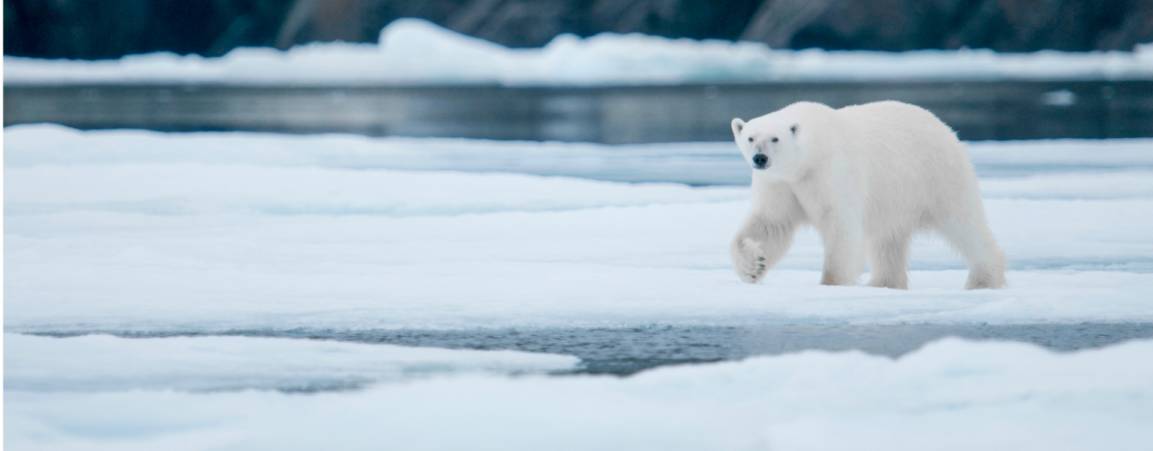 Polar Bear walking across ice with it's right paw raised