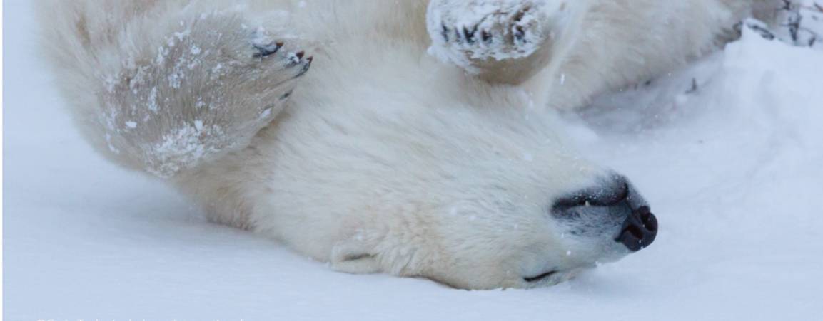 Polar bear rolling in snow on it's back