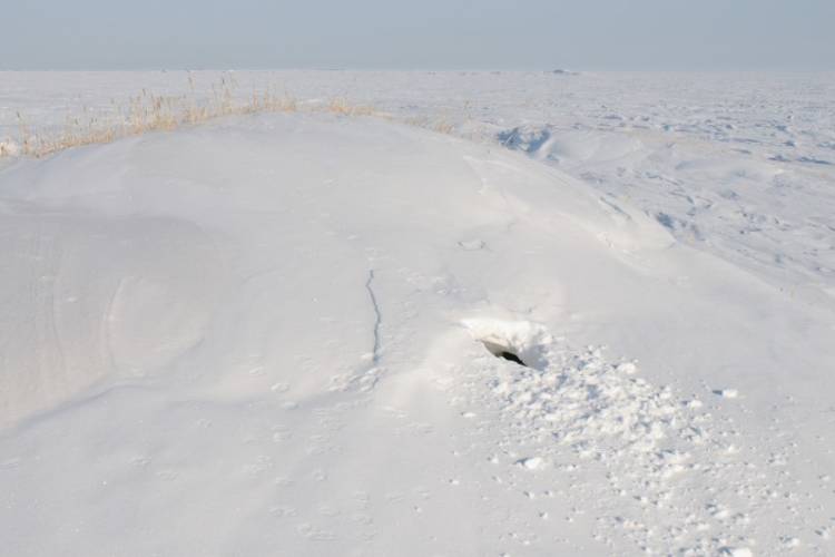 Polar bear den site showing the opening in the snow after the family has emerged