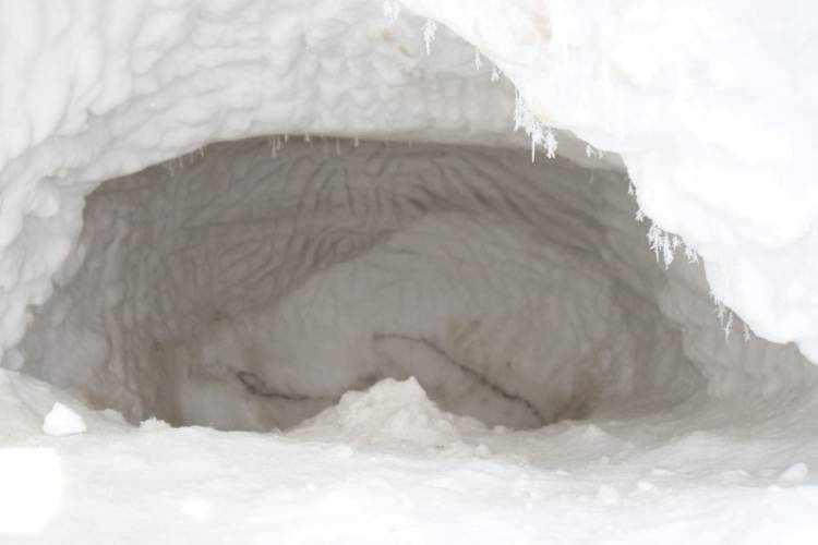 The inside of a polar bear den, with claw marks on the snowy interior walls.