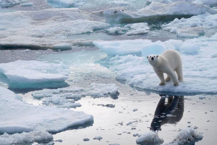 Bear on sea ice