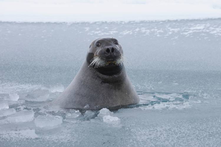 Seal popping their head up from the ice