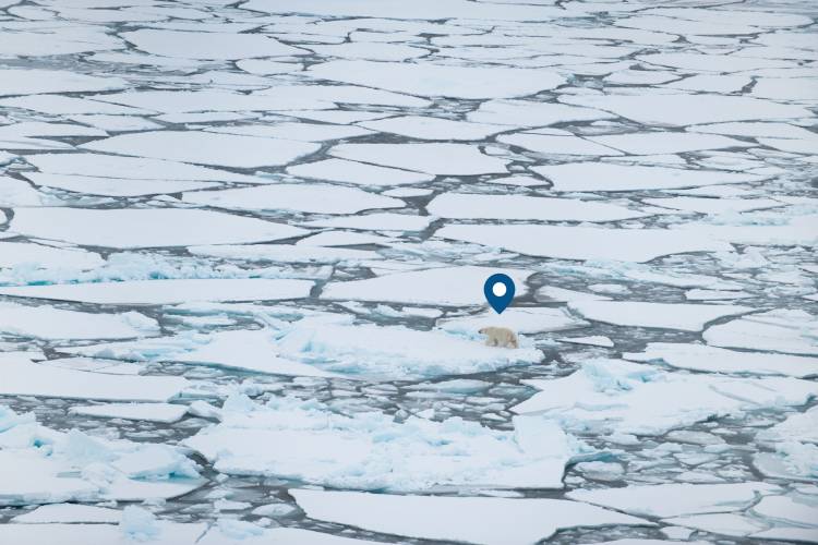 Geographical pin above a polar bear that’s traveling on ice